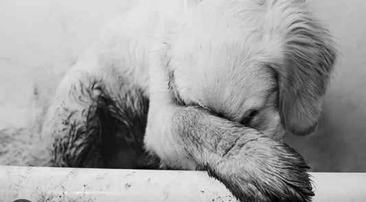 From-Fear-to-Fluff-Easing-Pets-into-Grooming Paws And Pens