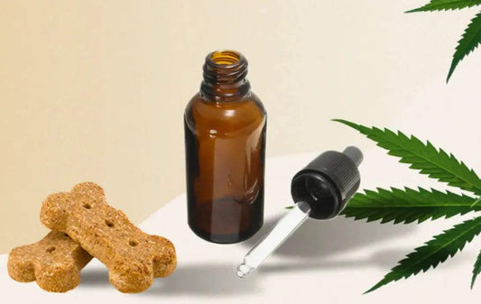 From-Zoomies-to-Zen-Can-CBD-Help-Your-Pet Paws And Pens