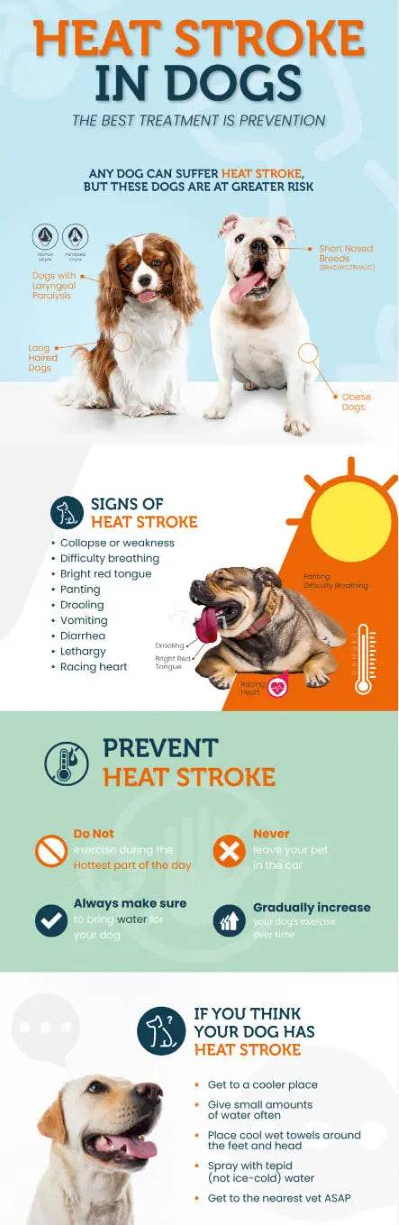 Too-Hot-to-Trot-Heatstroke-with-Pets-can-Happen-Quickly-y Paws And Pens