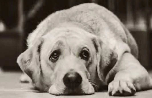 Silent-Whimpers-Shared-Tears Paws And Pens