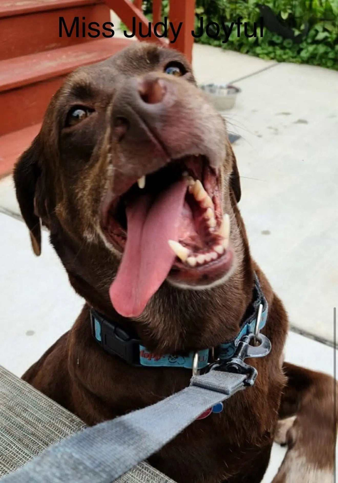 Tails-of-Hope Paws And Pens