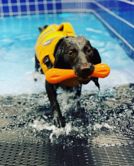 Swim-Strengthen-Thrive-Fitness-and-Recovery-for-Pets Paws And Pens