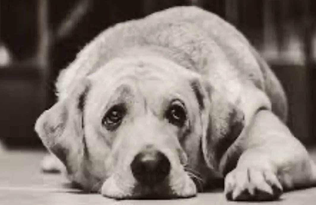 Silent-Whimpers-Shared-Tears Paws And Pens