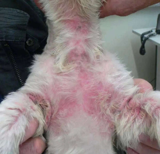 Dog with a very bad case of a fungal yeast infection