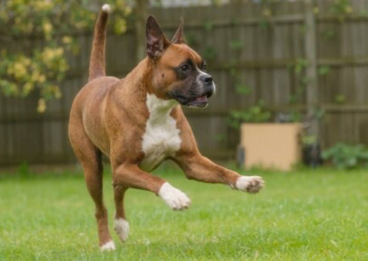 Zoomies & Zzzs: What Your Pet’s Energy Levels Are Trying to Tell You