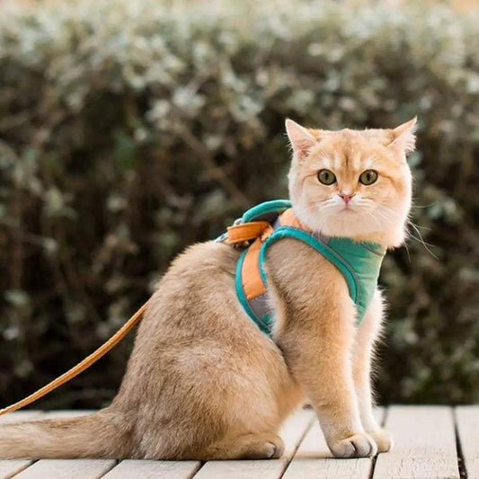 Golden cat wearing a green and orange adjustable cat harness set with leash outdoors