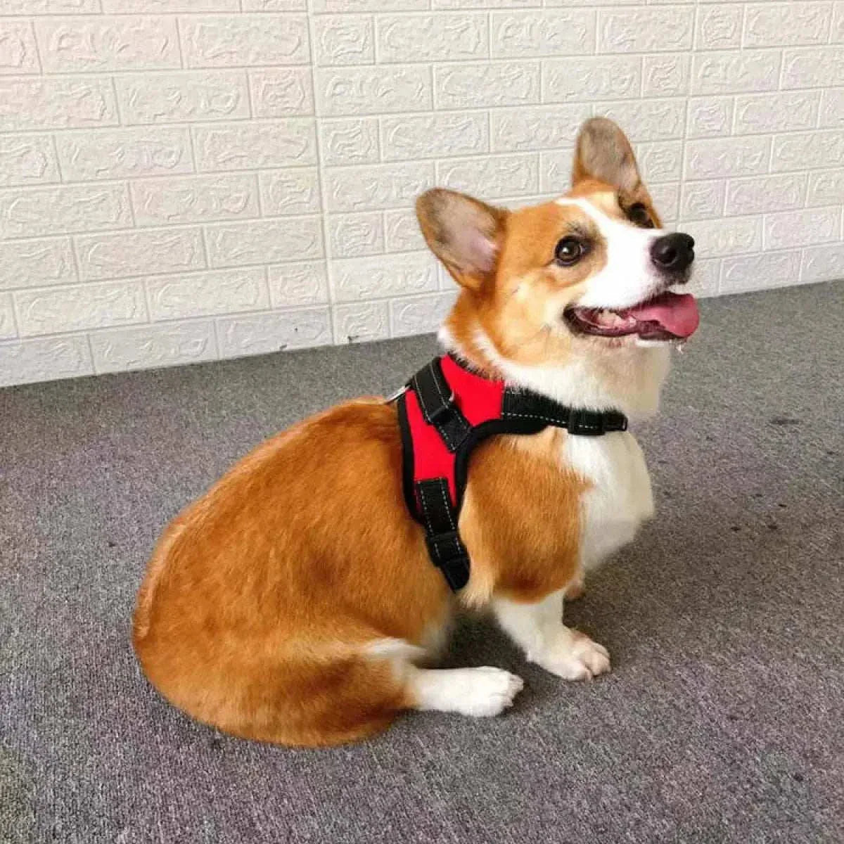 Corgi dog wearing a red adjustable dog harness sitting on a carpeted floor indoors