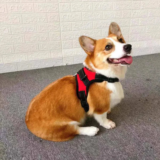 Corgi dog wearing a red adjustable dog harness sitting on a carpeted floor indoors