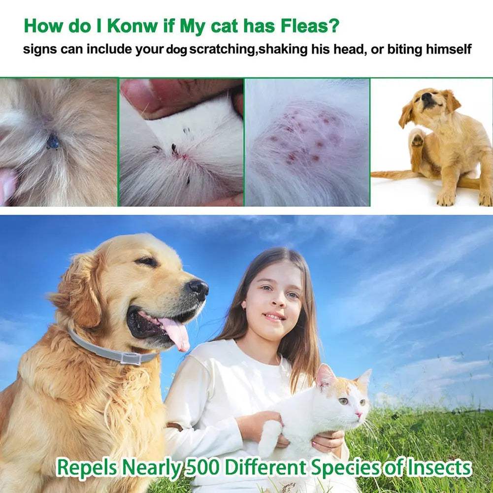 anti flea dogs