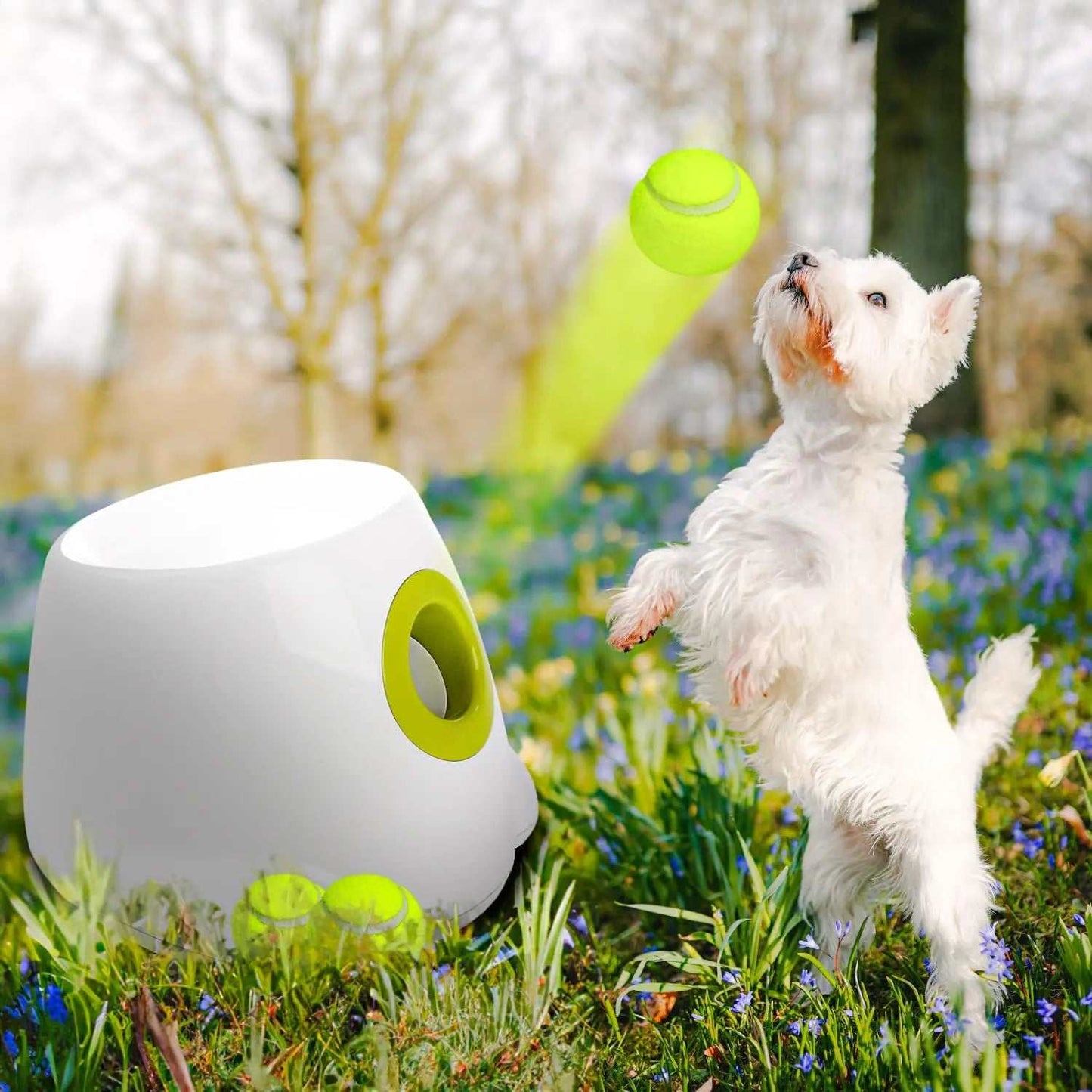White automatic ball launcher releasing a tennis ball with a small white dog jumping to catch it outdoors on grass with flowers.