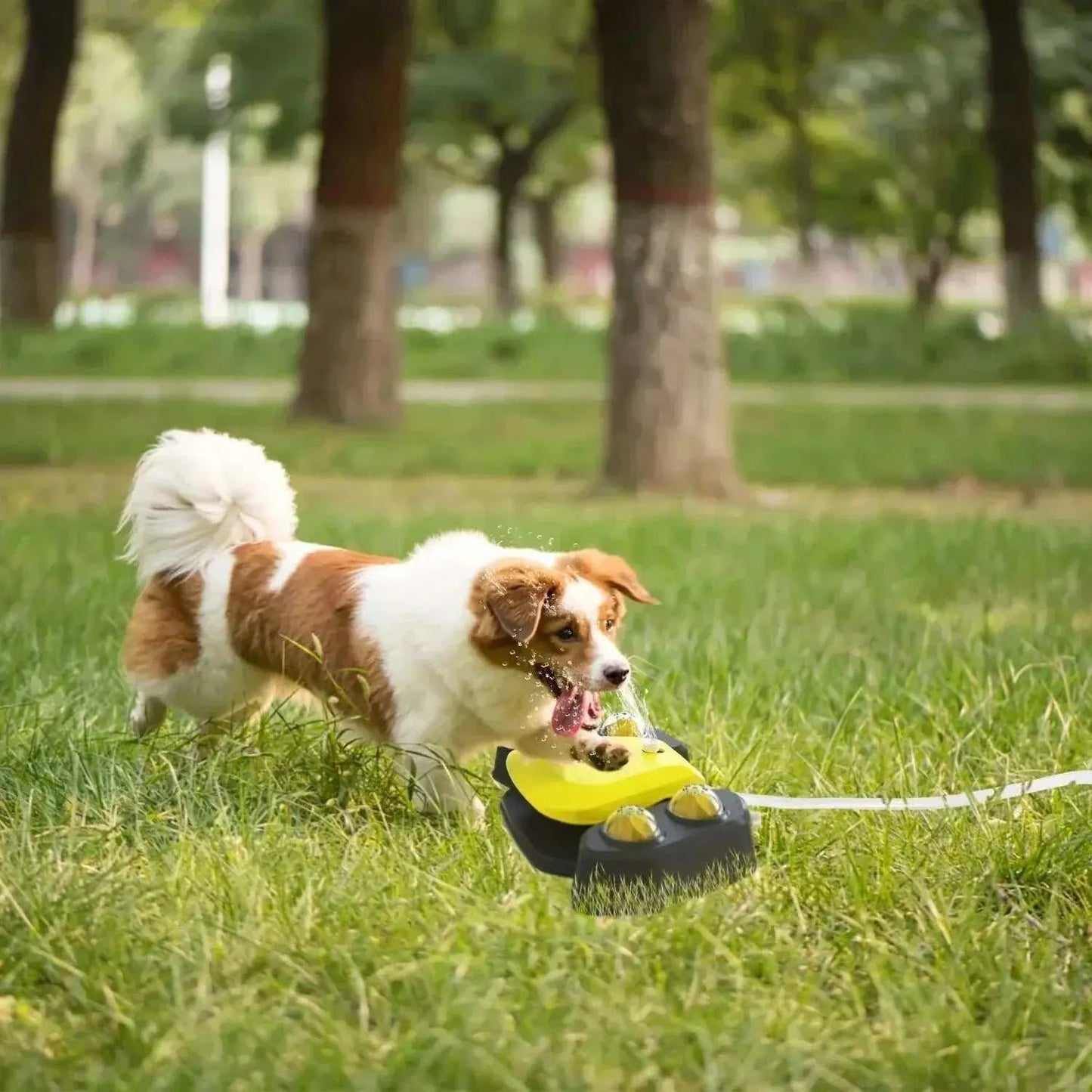Automatic Outdoor Dog Water FountainPetsDog Water FountainPaws And PensConstant Availability of Fresh Water
Make sure your pet can easily serve itself to get fresh and clean water at any time, even in your absence. No need to refill thePaws And Pens
