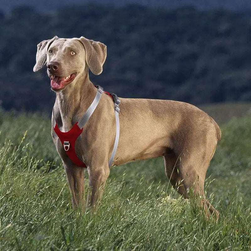 Dog Harness