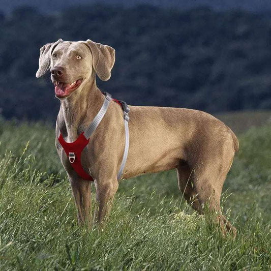Dog Harness