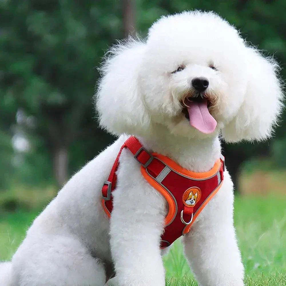 White fluffy dog wearing a red and orange reflective dog harness with leash set sitting on grass outdoors