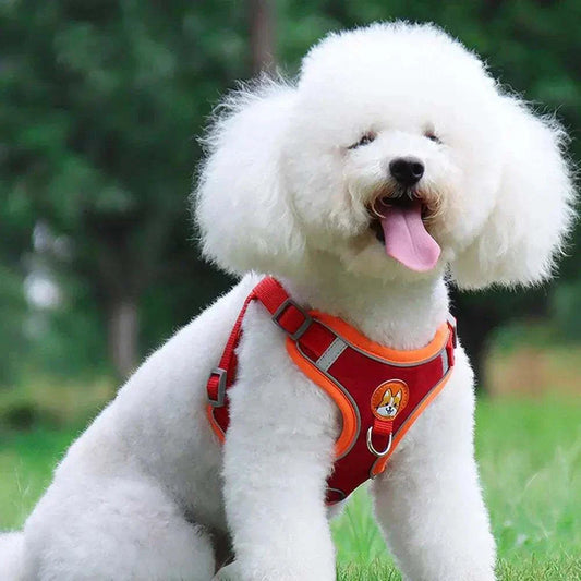 White fluffy dog wearing a red and orange reflective dog harness with leash set sitting on grass outdoors