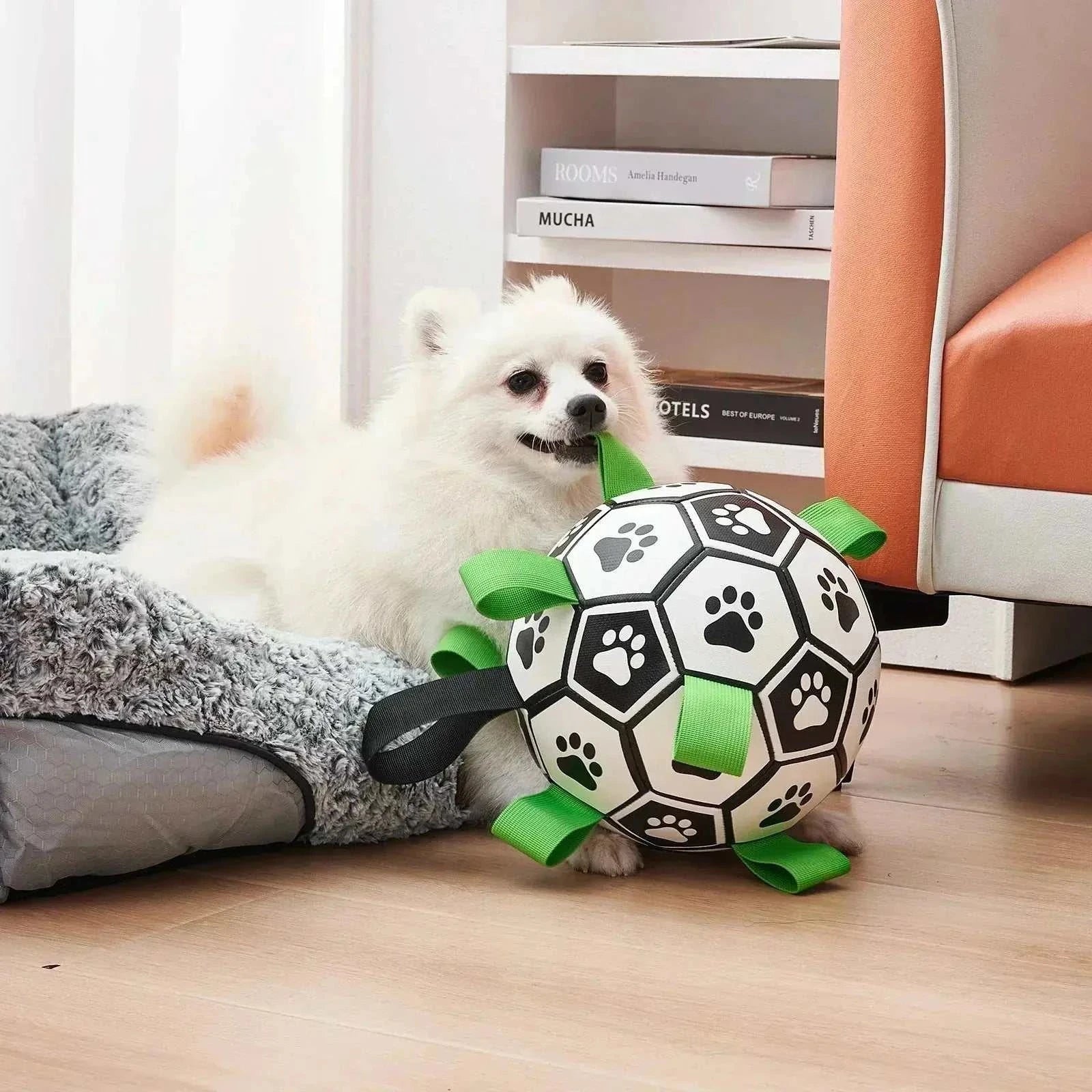 Small white dog playing with a black and white dog soccer ball with green and black pull tabs indoors