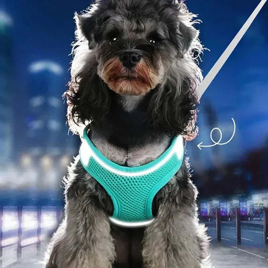 dog harness