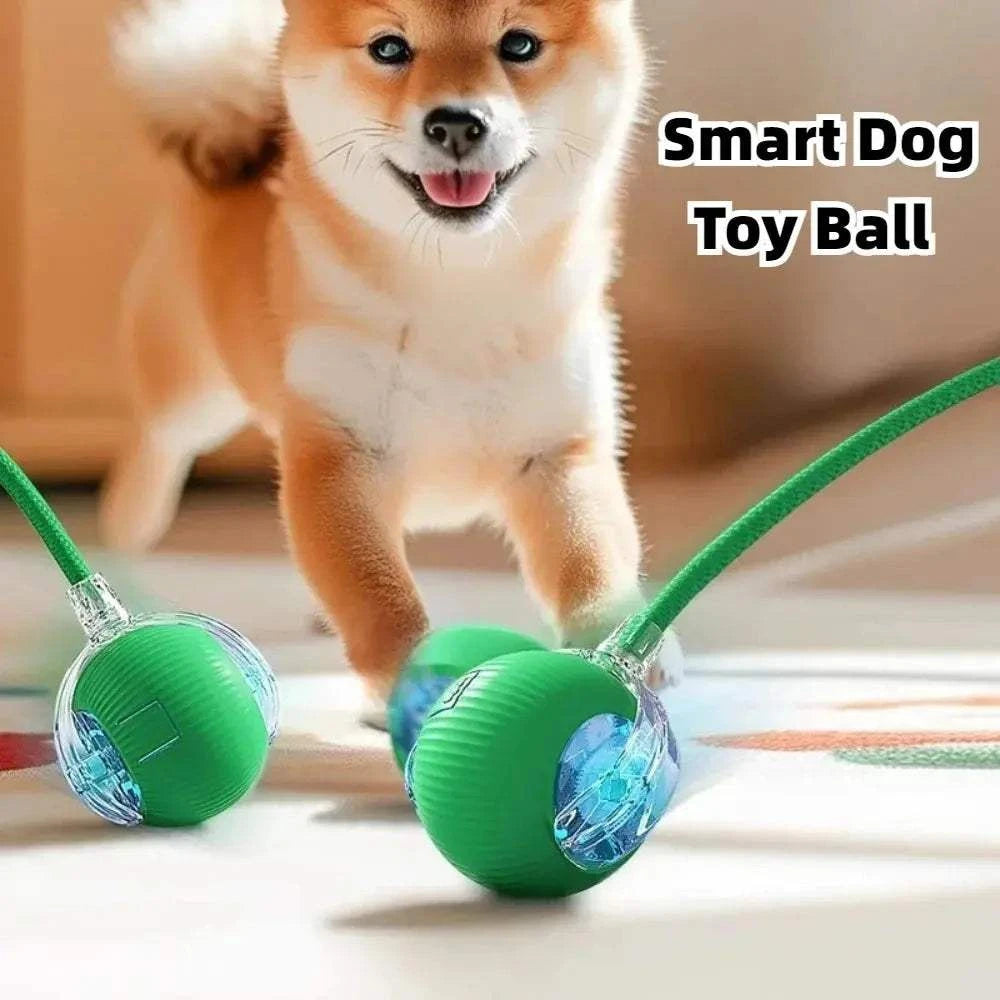 Rolling Balls for DogRolling Balls for DogPaws And PensInteractive Rolling Balls for Dogs: The Perfect Toy
Keep your dog entertained and active with rolling balls designed for endless fun and interactive playtime!

InterPaws And Pens